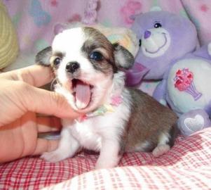 Mini chihuahua welpen (weibchen/ r�den)