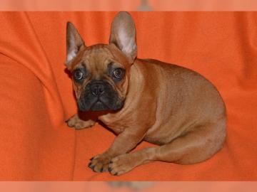 Franz�sische Bulldoggen Welpen