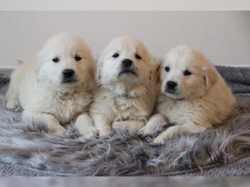 Golden Retriever Welpen mit Ahnentafel