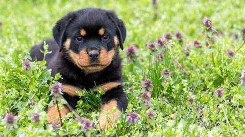 Rottweiler WhatsApp (+49 1577 5146118)
