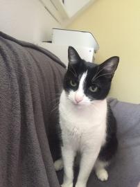 RAYA, kastrierte und geimpfte Katze erh�