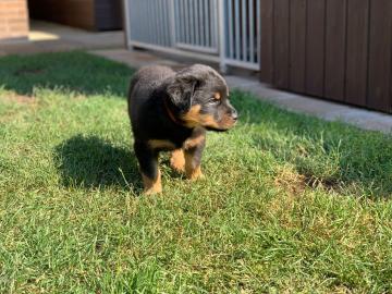 Rottweiler Welpen zu verkaufen