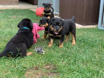 Rottweiler Welpen zu verkaufen