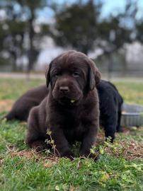 Wundersch�ne Labradorwelpens��e Welpen,