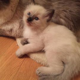 M�nnlich und weiblich Ragdoll K�tzchen