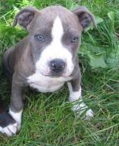 Reinrassige Pitbull Welpen