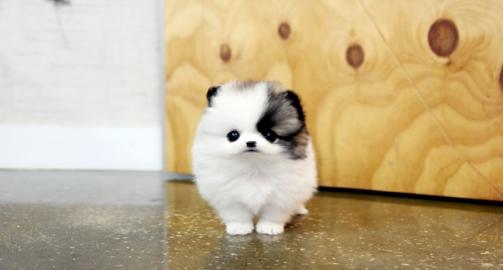 MINI  Zwergspitzwelpen/Pomeranian 9