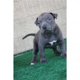 American-Pitbull-Blue-Line-Welpen