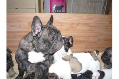 Franz. Bulldoggen Welpen  (100% gesund)