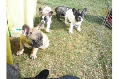 Franz. Bulldoggen Welpen  (100% gesund)
