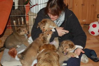 Shetland Sheepdog, Sheltie Welpen mit Pa
