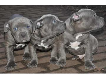 Liebevolles American Blue-Line Pit Bull