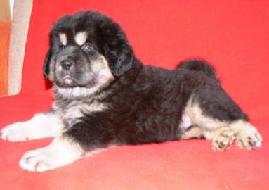 Tibetdogge, Tibetan Mastiff, DoKhyi