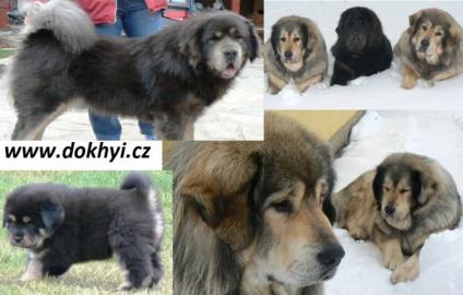 Tibetdogge, Tibetan Mastiff, DoKhyi