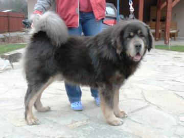 Tibetdogge, Tibetan Mastiff, DoKhyi