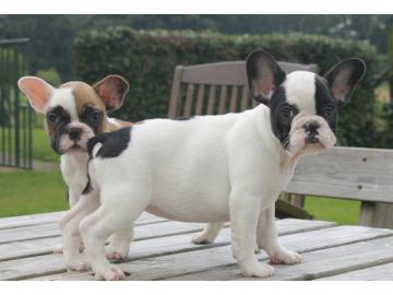 Franz�sische Bulldogge R�de Red /Fawn!