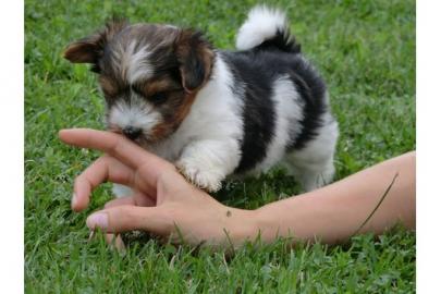 Biewer Yorkshire Terrier