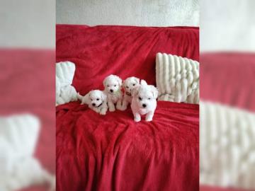 Bichon frise welpen -reinrassigh-