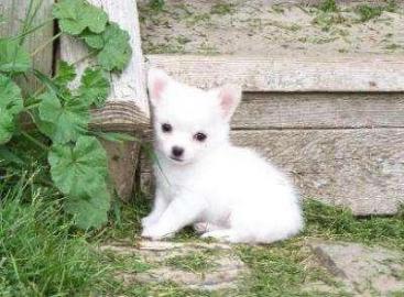 Mini chihuahua welpen