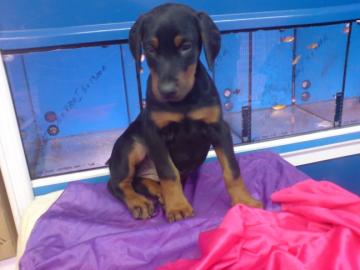 s??en Dobermann Welpen