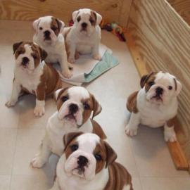 Sch�ne weibliche englische Bulldoggen