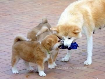 Akita Inu H�ndin mit Zucht- und Showpote