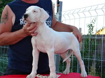 Wundersch�ne H�ndinnen Dogo Argentino