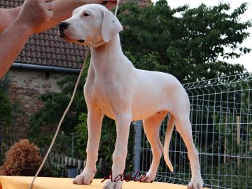 Wundersch�ne H�ndinnen Dogo Argentino