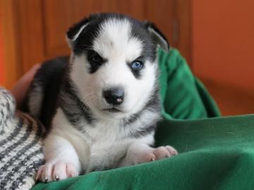 Siberian Husky Welpen mit VDH/DCNH/FCI-P