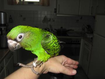 Superzahme Papageienbabys