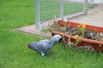 Superzahme Papageienbabys