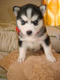 Siberian Husky Welpen +++