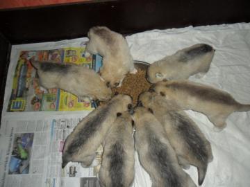 Siberian Husky Welpen +++