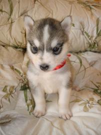 Siberian Husky Welpen +++