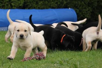 Reinrassiger gelber Labrador Retriever W