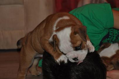 Extra-Qualit�t englische Bulldoggen