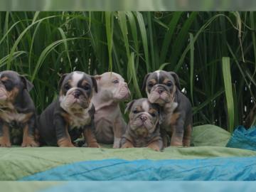 English/Englisch Bulldog in lilac/merle,