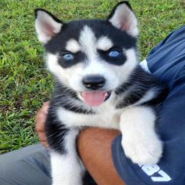Blaue Augen Siberian Husky Welpen. 