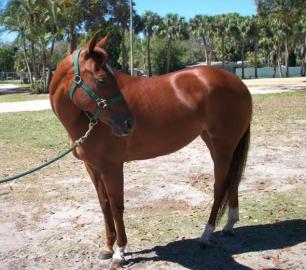 Wundersch�ner Palomino Quarter Horse Wal