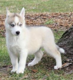 Siberian husky welpen zur Annahme