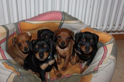 Zwergpinscher 4 H�ndinnen und 3 R�den