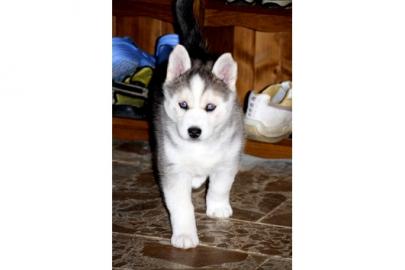 Husky welpen