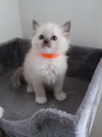 Ragdoll ma?ići na prodaju