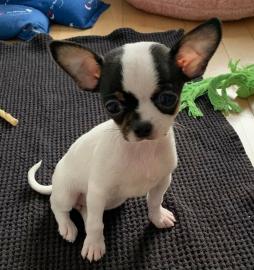 Mini  Chihuahua Welpe whatsapp nummer +4