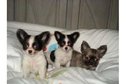 Bildsch�ne Chihuahua Welpen , in liebevo