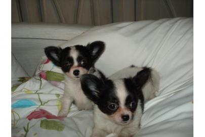 Bildsch�ne Chihuahua Welpen , in liebevo