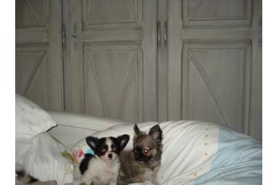 Bildsch�ne Chihuahua Welpen , in liebevo