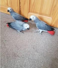 M?nnchen und Weibchen Graupapageien-mit-