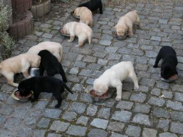 Labrador Welpen braun und schwarz 10 Woc