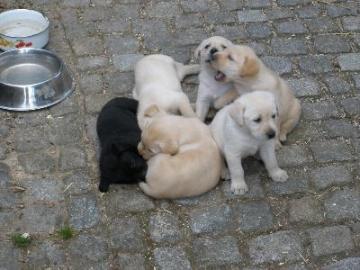 Labrador Welpen braun und schwarz 10 Woc